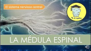 LA MÉDULA ESPINAL  SISTEMA NERVIOSO CENTRAL [upl. by Nwahsav]