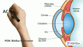 Acomodación del Cristalino [upl. by Nered]
