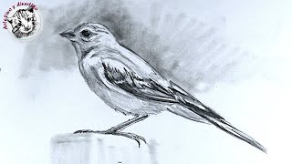 Aprende Como Dibujar un Pajaro Realista a Lapiz muy Facil y Paso a Paso [upl. by Ewell]