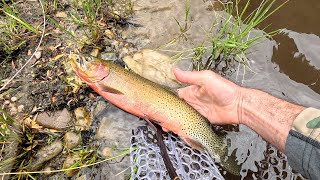 Dry Fly Action Small stream fly fishing for wild cutthroat in Idahos Clearwater Mountains Day 5 [upl. by Anhpad]