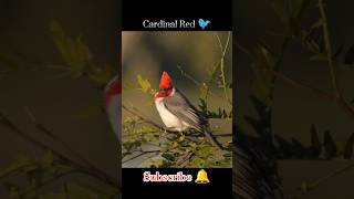 Beautiful 😍 Cardinal Red Bird 🐦watch this 😇music song love birdslover lyrics birds cover [upl. by Bodwell]