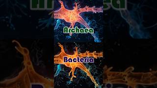 Archaea vs Bacteria archaeology bacteria biodiversity [upl. by Atnim95]