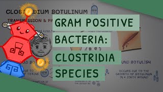 Gram Positive Bacteria Clostridia species [upl. by Nerti417]