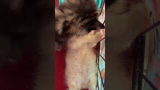 anak kucing gangguin tidur temanya kucing kucinglucu kitten cat anakkucinglucu catlover [upl. by Kolb]