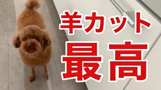 トイプードルを羊カットしました【トリミングおうちカットセルフカットカット特集カット集】 [upl. by Samoht]