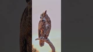 Mighty and majestic strikingly handsome Great Horned Owl Bubo virginianus turning its head [upl. by Ynaffet301]