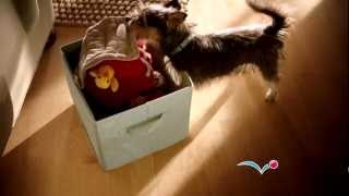 PetSmart commercial quotToy Boxquot [upl. by Eilyw539]