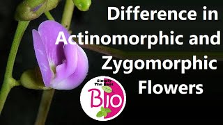 Difference between Actinomorphic and Zygomorphic flowers by Simply The Best BIO [upl. by Eetak]