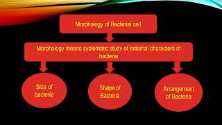 Morphology of Bacterial Cell  Microbiology with Sumi [upl. by Oicnanev48]