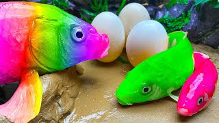 Rainbow Formation Fish  Stop Motion Big Catfish Egg Movement Duckling Carp Fishing Compilation [upl. by Tracee]