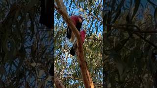 Galah Cockatoo Sounds wild bird sounds tricks [upl. by Areta]