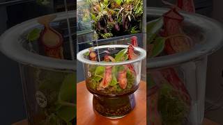 How I water my Nepenthes terrariums terrarium terrariumplants carnivorousplants plantcare [upl. by Aleekat446]