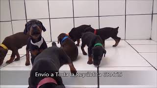 Venta de cachorros y perros de raza DOBERMAN Hembras y machos disponibles [upl. by Zawde]