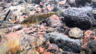 Threespined Sticklebacks in Lake Hill St Paul Island Alaska 6 Jul 2012 [upl. by Anined]