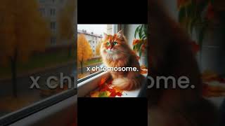 Why Are Most Orange Cats Male [upl. by Aidan]