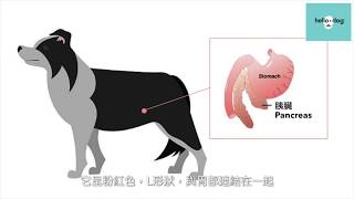 Pancreatitis in dogs 隱形殺手 胰臟炎 [upl. by Nrubloc592]