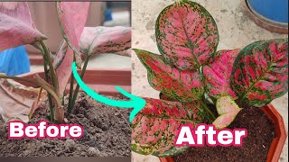 Aglaonema Plant Care Burning Leaves Solution amp Propagation [upl. by Dnivra290]