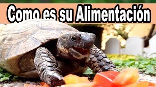 Correcta Alimentación de Tortugas de tierra [upl. by Ilram95]