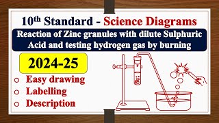 Reaction of Zinc granules with dilute Sulphuric Acid diagram DRAWING  LABELLING  SSLC  SCIENCE [upl. by Steffane827]