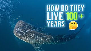 10 Interesting Facts About Whale Shark  Encyclopedia About Animals 10 is Momentous [upl. by Daisie]