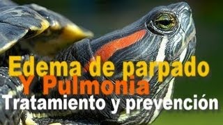 Edema de Parpados y Pulmonía en Tortugas de Orejas Rojas [upl. by Anawait953]