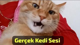 Kedi Kaçıran Ses KEDİ SESİ Sinirli Kedi keşfet [upl. by Peednus]