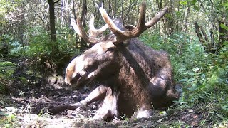 Wielki łoś odpoczywał w lesie Nagle zauważył kamerę zobacz co zrobił po chwili [upl. by Adnilak894]