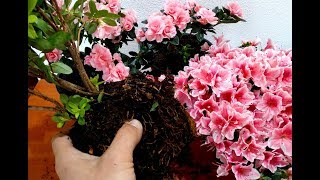 How to Grow and Replant Azalea Plants [upl. by Jesus]