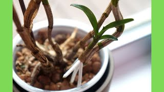 Dendrobium Green Lantern and Its Keikis  Orchid Care Tips [upl. by Mattox94]