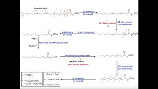 Beta Oxidation of a Polyunsaturated Fatty Acid Linoleic Acid [upl. by Burgwell440]