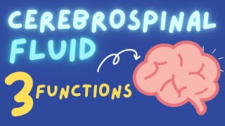 THE 3 MAIN FUNCTIONS OF CEREBROSPINAL FLUID CSF [upl. by Lerud]