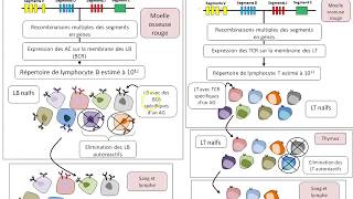 TS Chapitre24 La réponse immunitaire adaptative le répertoir [upl. by Harrison]