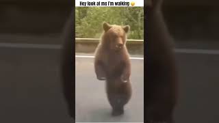 osogracioso videoshort animalesdivertidos animaleschistosos bearsfunny bear [upl. by Nelson595]