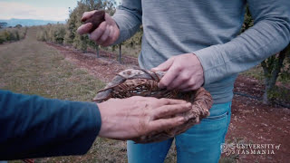 Truffle gold in Tassie  University of Tasmania [upl. by Theall]