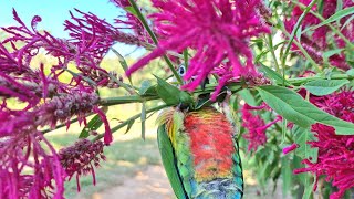 There is a bird hiding Has anyone seen the bird Green cheek conure parrot sound [upl. by Ahsenyl]