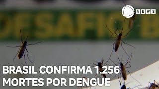 1256 mortes por dengue são confirmadas no Brasil 1857 óbitos são investigados [upl. by Genny]