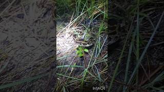 Burmese Pythons In The Florida Everglades [upl. by Einahpts]