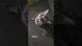 Bengal cat says hello bengal bengalcat cat catlover edmonton cute meow shorts [upl. by Aliahs]