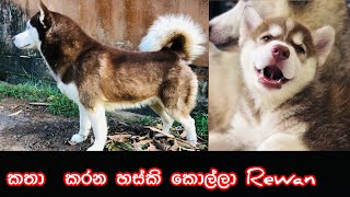 කත කරන හස්කි බවුවා රෙවන්🥰🐶 rewan the husky boy can talk😍 [upl. by Bolt]