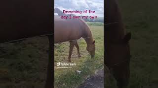 my morning routine visiting the horses  A morning with the horses  manifesting owning a horse [upl. by Anuhsal3]