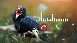 ringtone Koyal Ki Aawaj  Tonemp3 [upl. by Kylynn880]