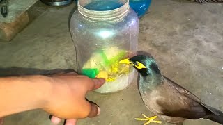 Crazy bird Got the food out of the pot  পাখিটির logor দেখুন  Crazy SHALIK [upl. by Brown]