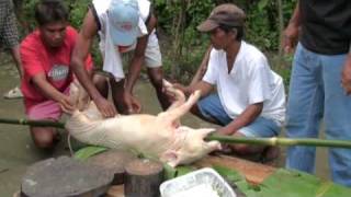 Philippine Pig Roast Preparing the Pig [upl. by Aonehc]