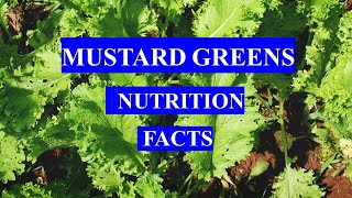 MUSTARD GREENS VEGETABLE  HEALTH BENEFITS AND NUTRITION FACTS [upl. by Roch]