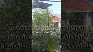 DAY 1100 of Medicinal Plants Alovera plants medicine tree ayurveda minivlog medicos vlog [upl. by Kingsly593]