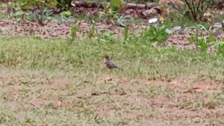 Robins everywhere Had at least 50 yesterday evening This morning in the 100s Robin migrating [upl. by Nanaj]