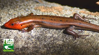 Five lined skink lizard crawling  running [upl. by Ahiel221]