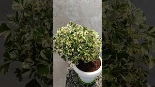 Ming Aralia shorts shortvideo youtubeshorts youtube trending viralvideo love reels video [upl. by Arem]