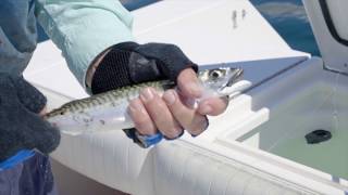 Live Bait Fishing for Striped Bass in 4k  My Fishing Cape Cod [upl. by Lupe]