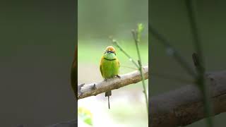 Asian green beeeater Bird EP21 birds birdsounds birdspecies nature birdsmusic [upl. by Sewole]